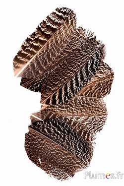 Blütenblatt aus Federn - 11-15 x 5-6 cm - natur